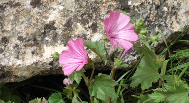 Malva multiflora / Malvone di Creta